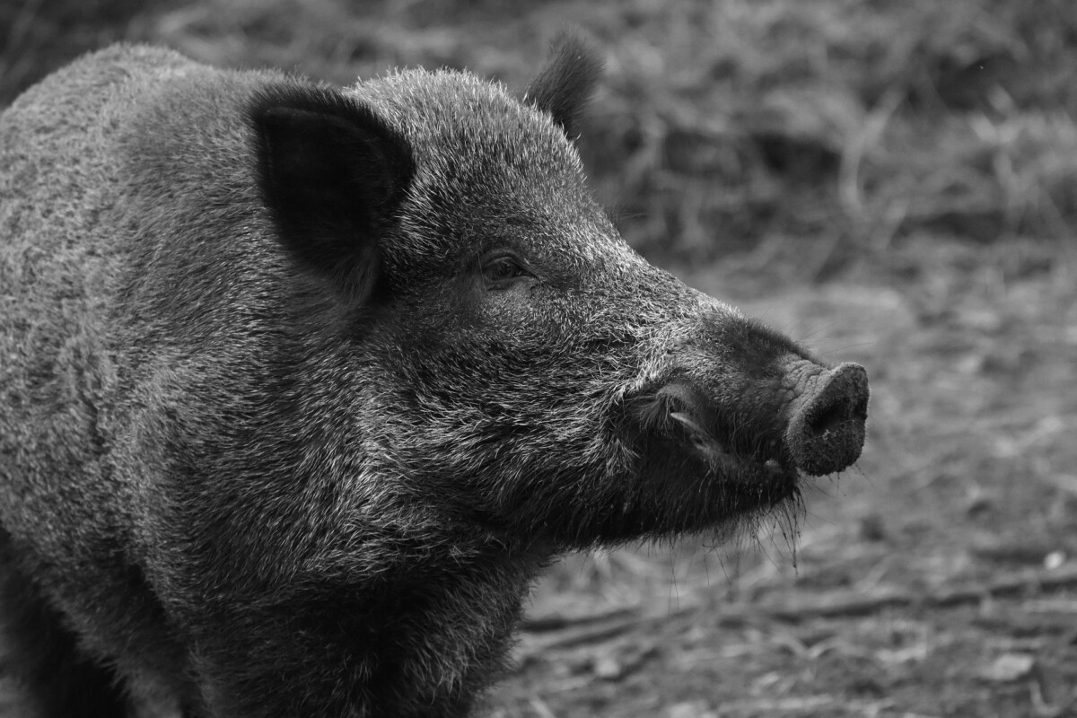 Nařízení Státní veterinární správy – africký mor prasat