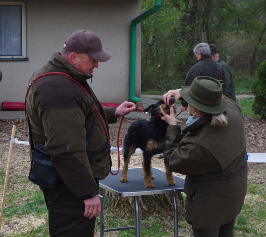 Propozice svodu mladých psů loveckých plemen
